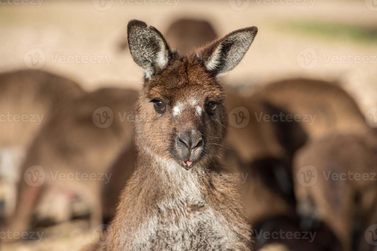 Kangaroos mother and son portrait photo