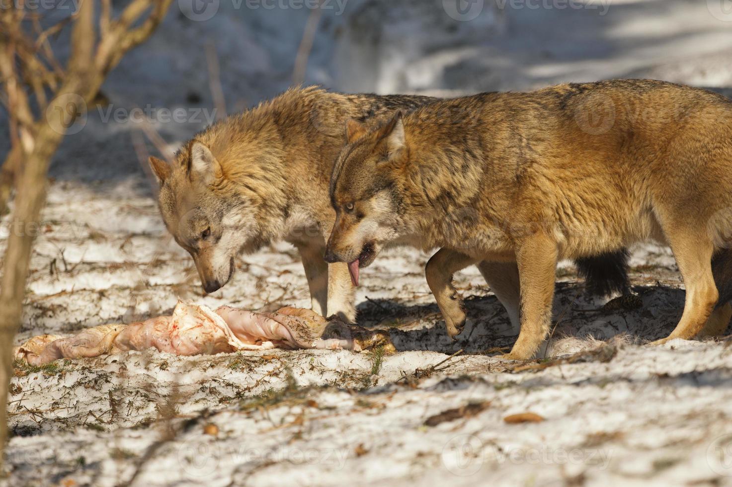 Two grey wolf isolated in the snow while eating photo