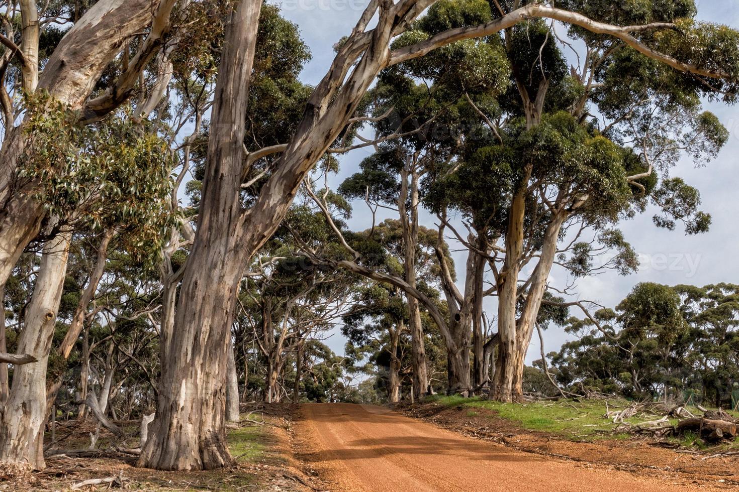 australia red road in eucalyptus forest photo