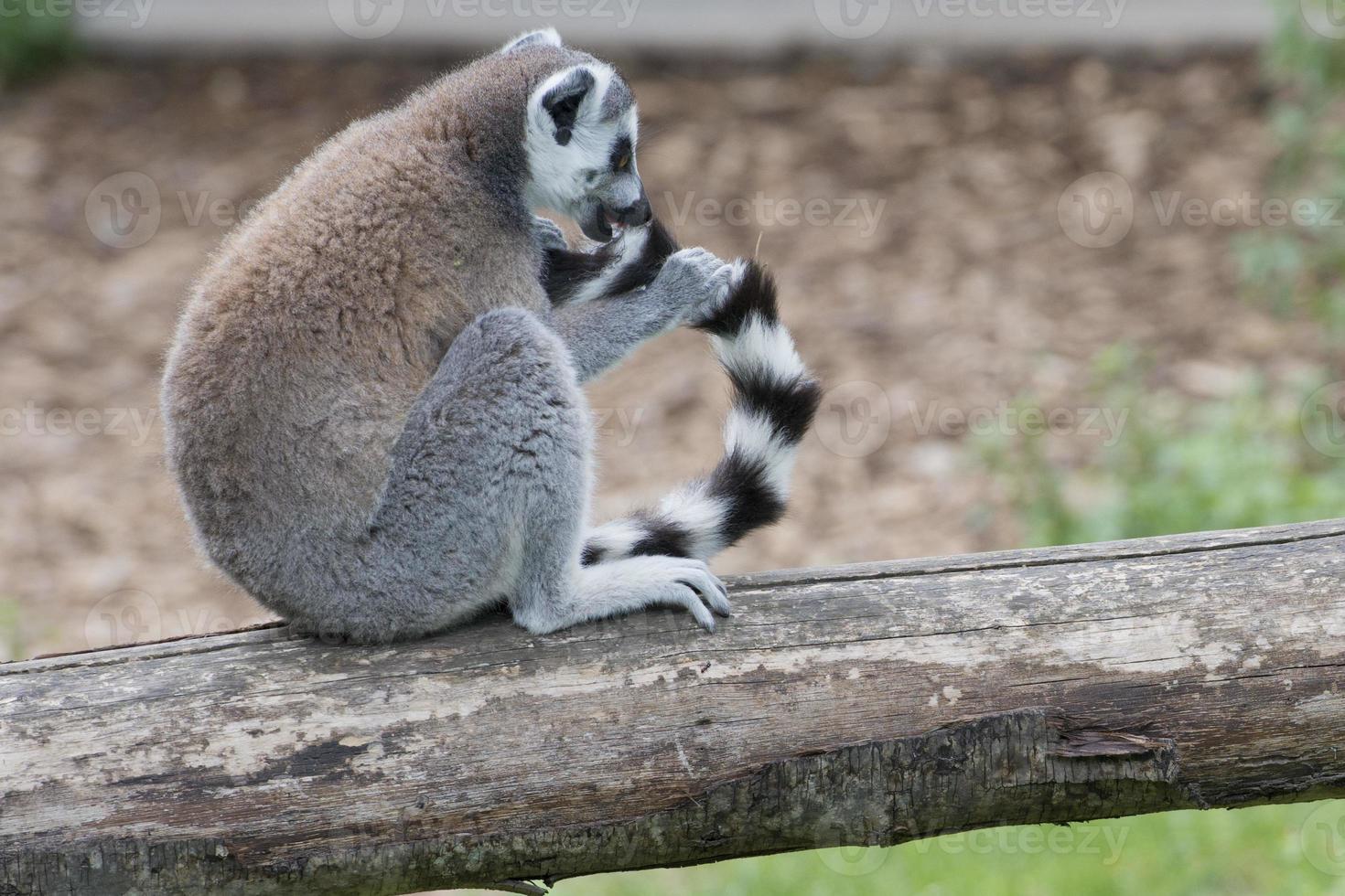 lemur monkey biting it's tail photo
