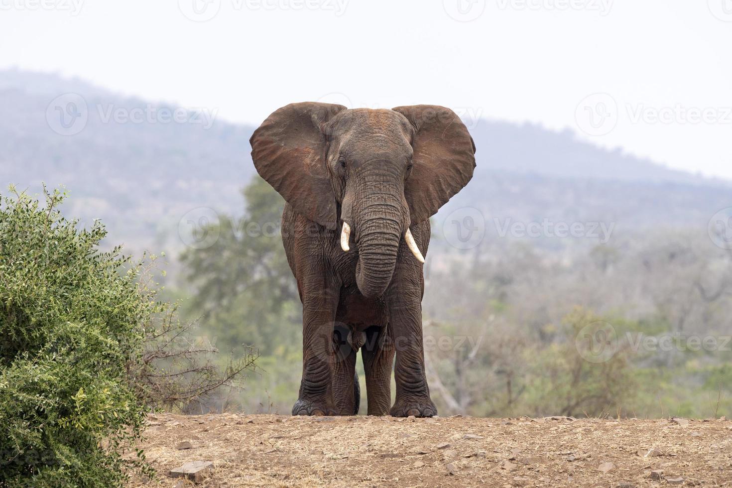 big elephant in kruger park south africa photo