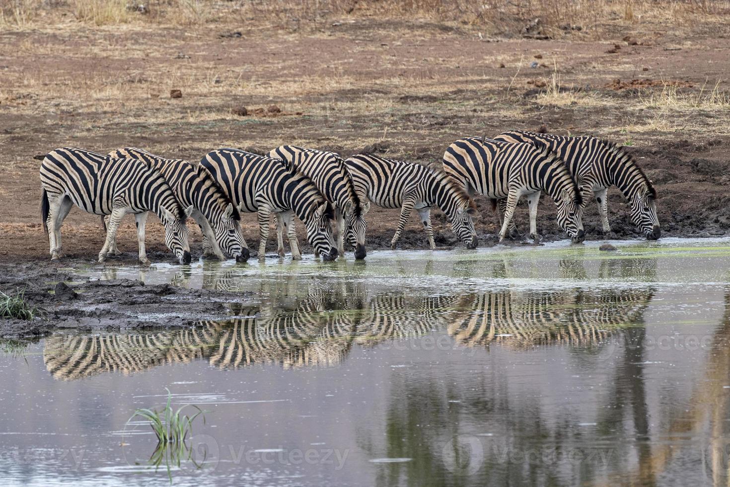 zebra group drinking at the pool in kruger park south africa photo