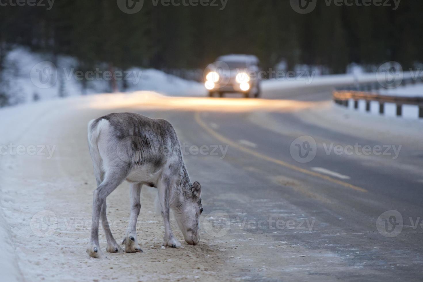 reindeer portrait in winter snow time in lapland photo