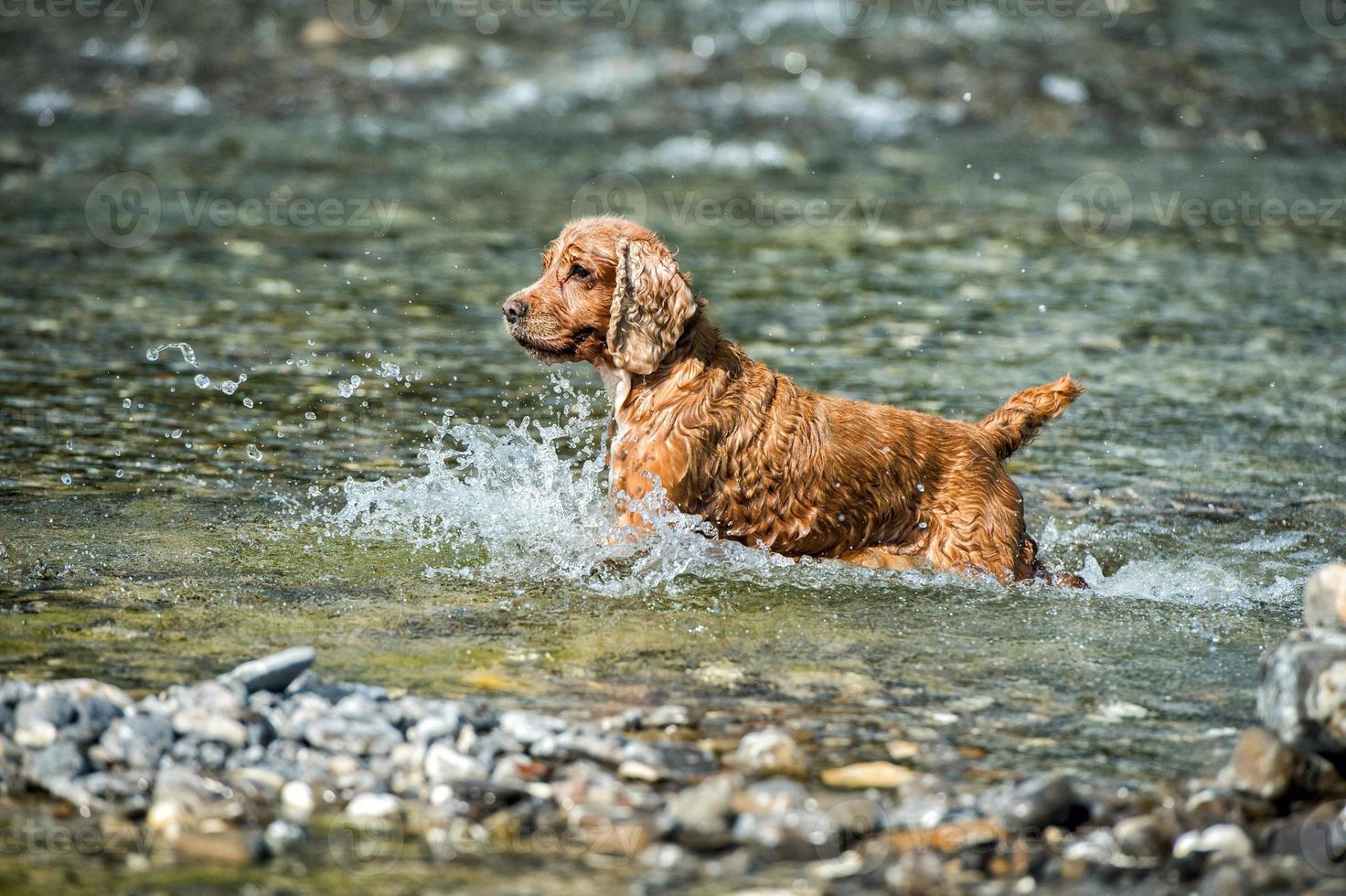 cachorro perro joven cocker spaniel inglés mientras corre en el agua foto