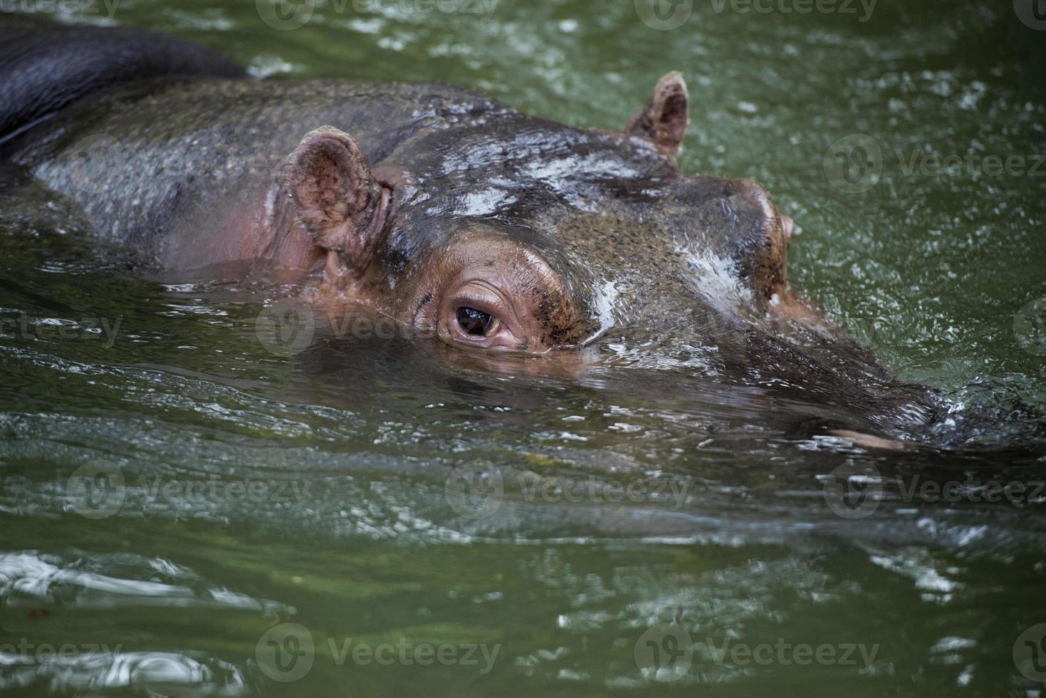 hyppopotamus eyes portrait photo