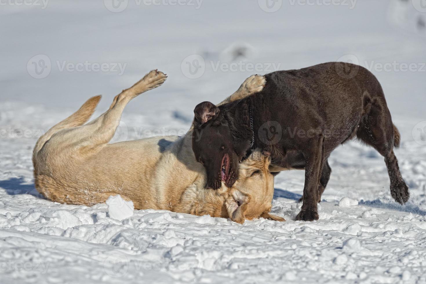 dogs while playing on the snow photo