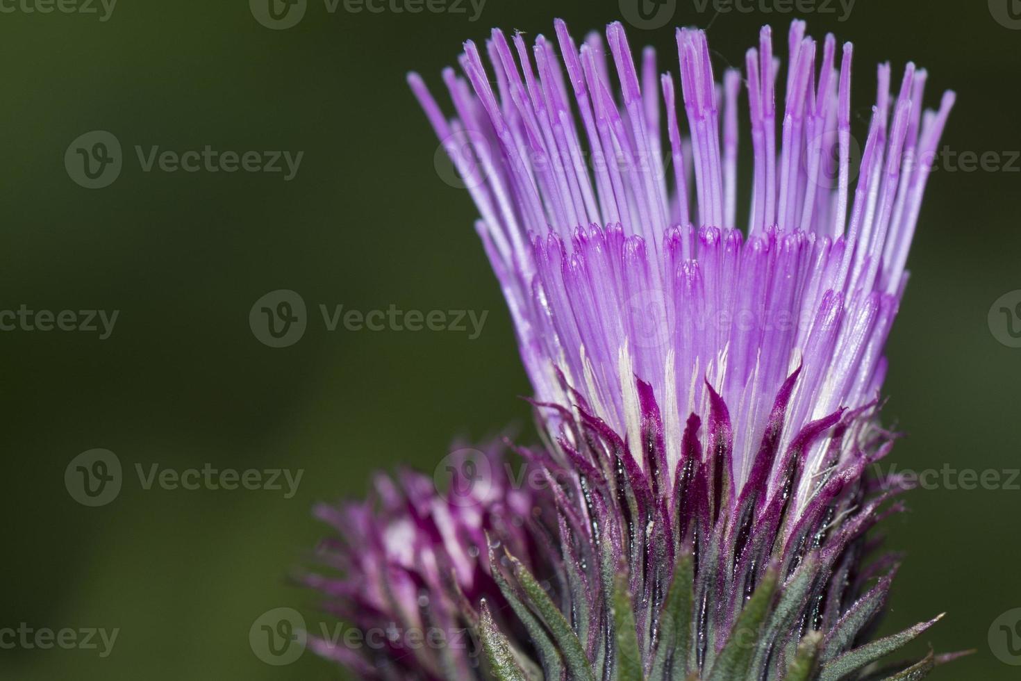cardoon flower close up macro photo