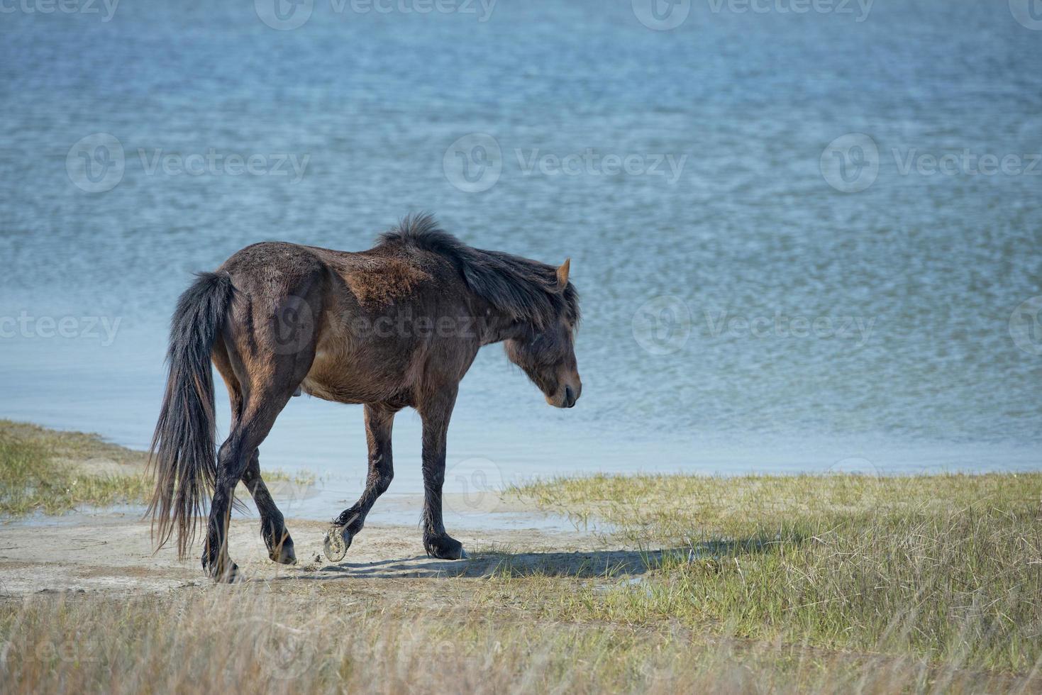 Assateague horse baby young puppy wild pony photo