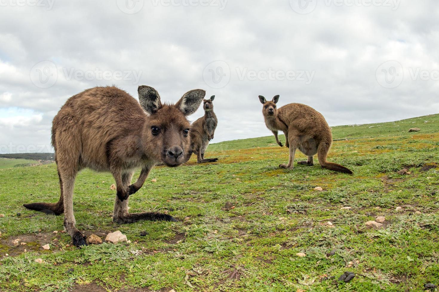 Kangaroo portrait while looking at you photo