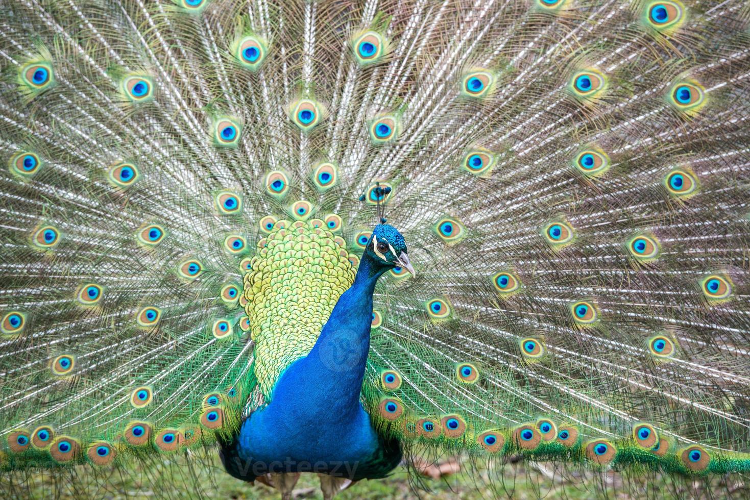 peacock bird wonderful feather open wheel portrait photo