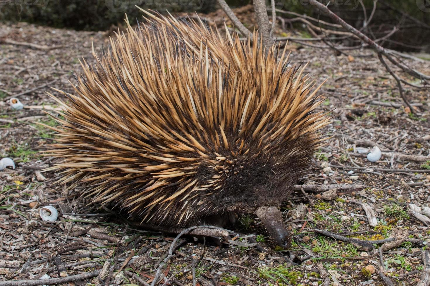 Echidna australian endemic animal photo