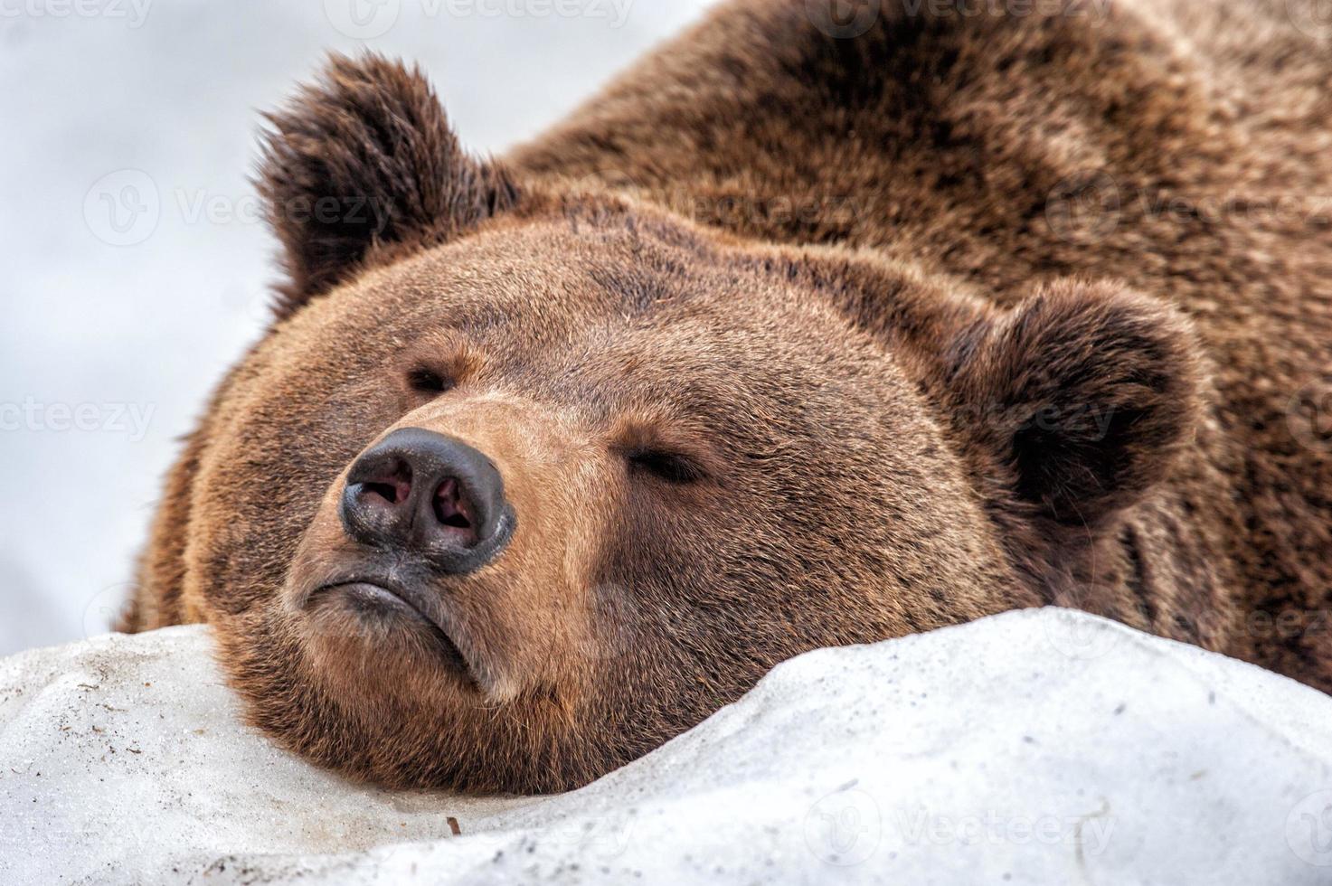 bear portrait on the snow looking at you photo