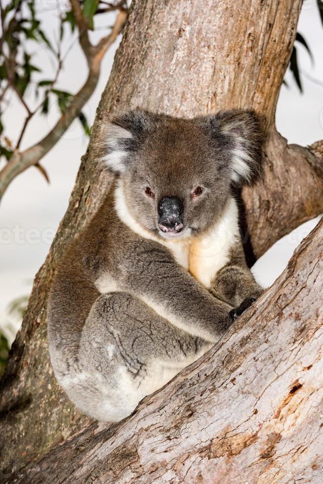 koala salvaje en un árbol mientras te mira en la isla canguro foto