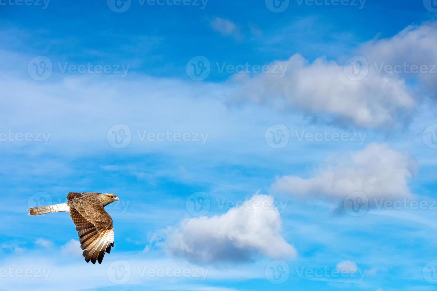 Peregrine falcon flying on th sky photo