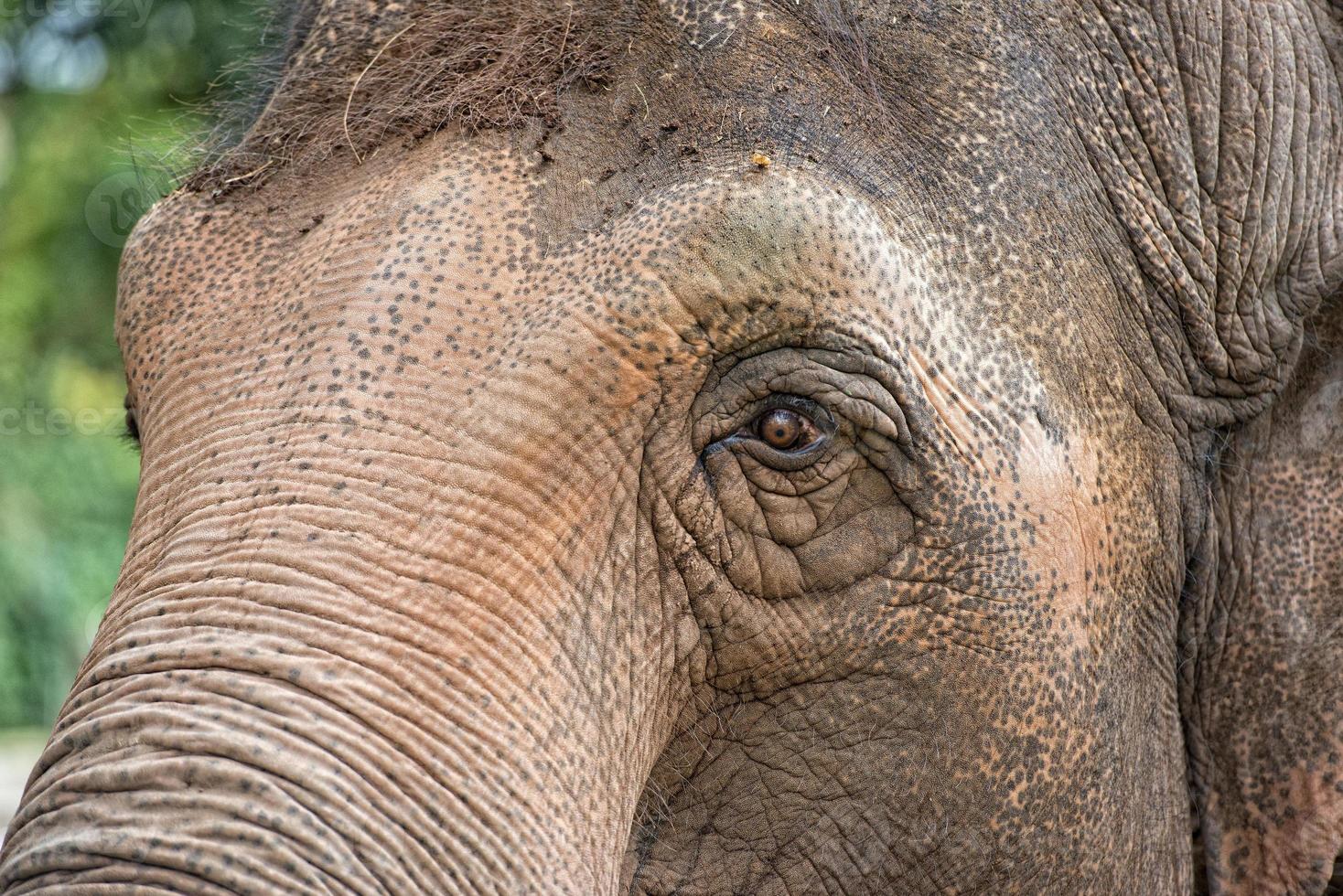 elephant eye close up detail photo