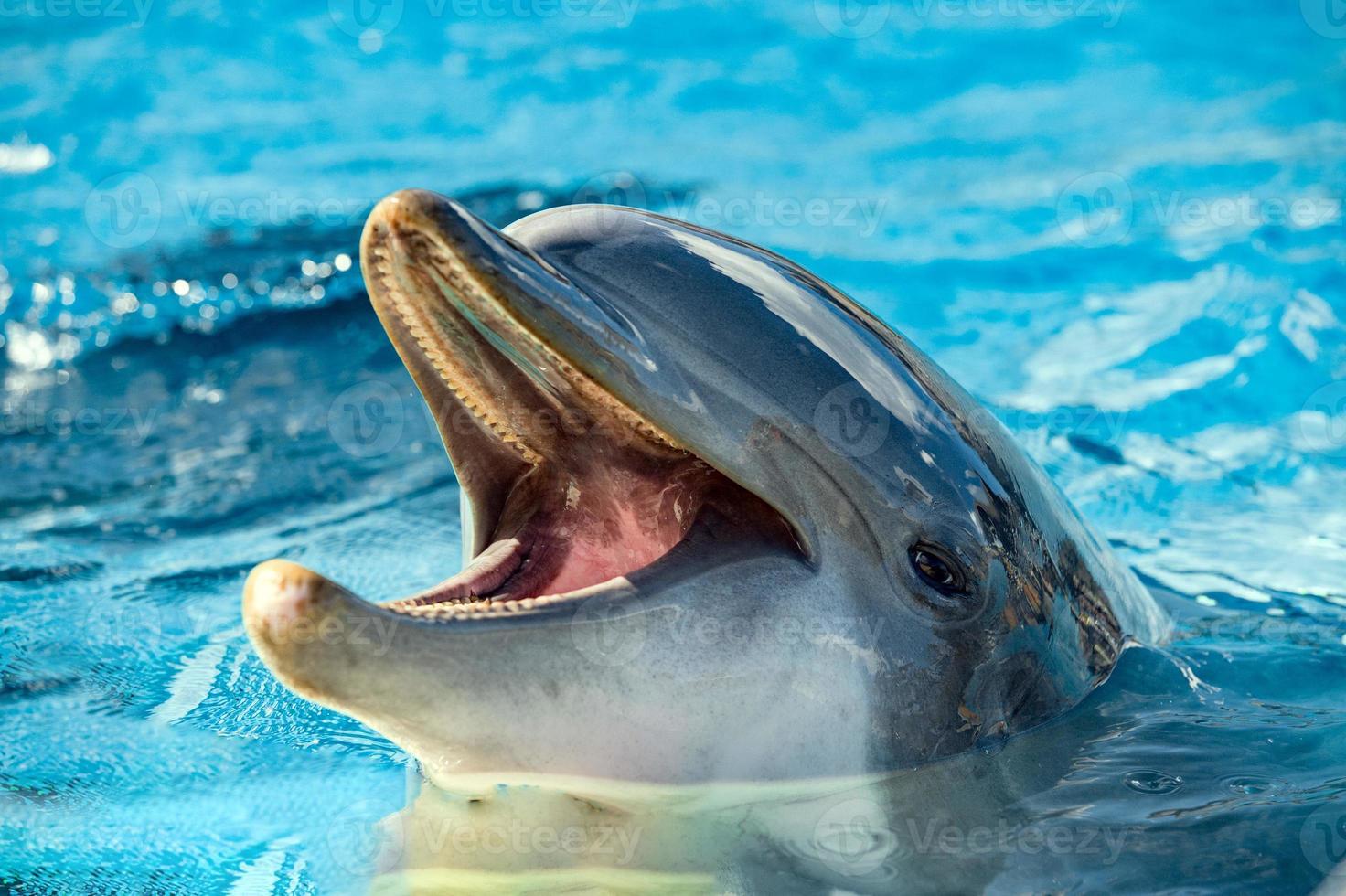 dolphing smiling close up portrait photo