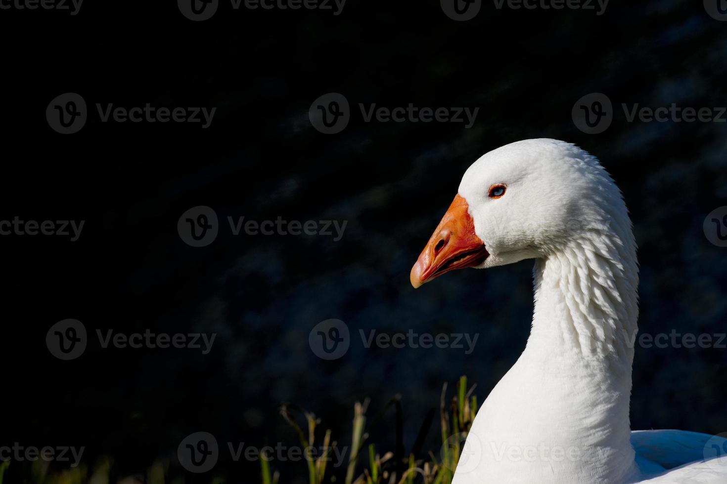 Goose isolated close up portrait photo