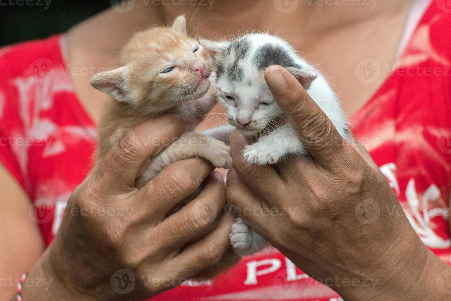 mano sujetando gato recién nacido cerrar detalle foto