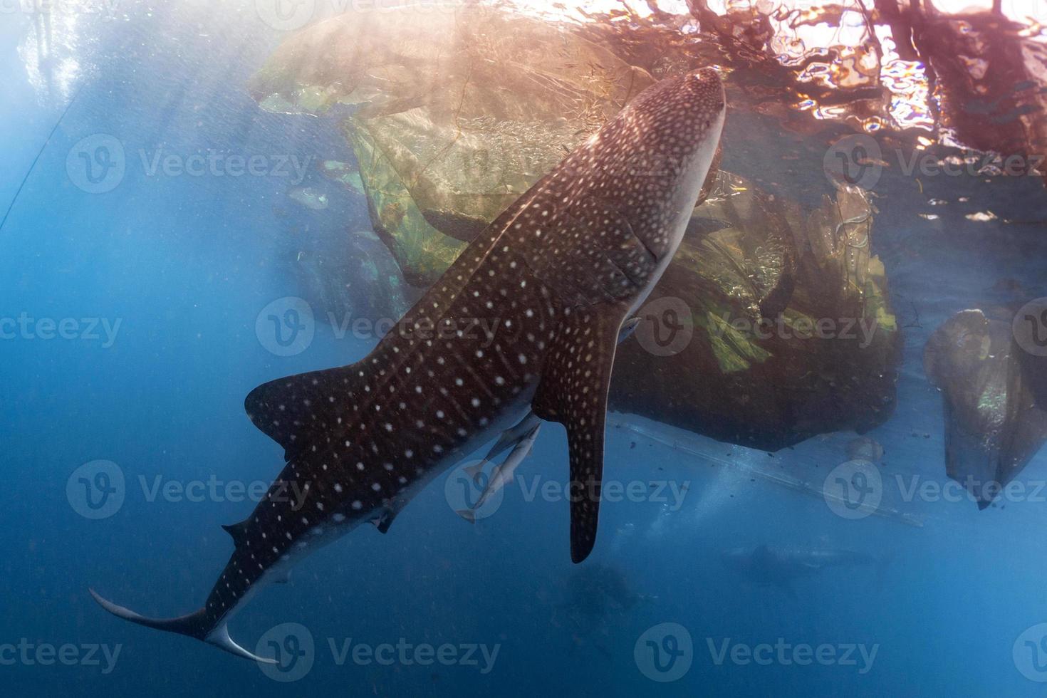 Whale Shark underwater approaching a fishing net photo