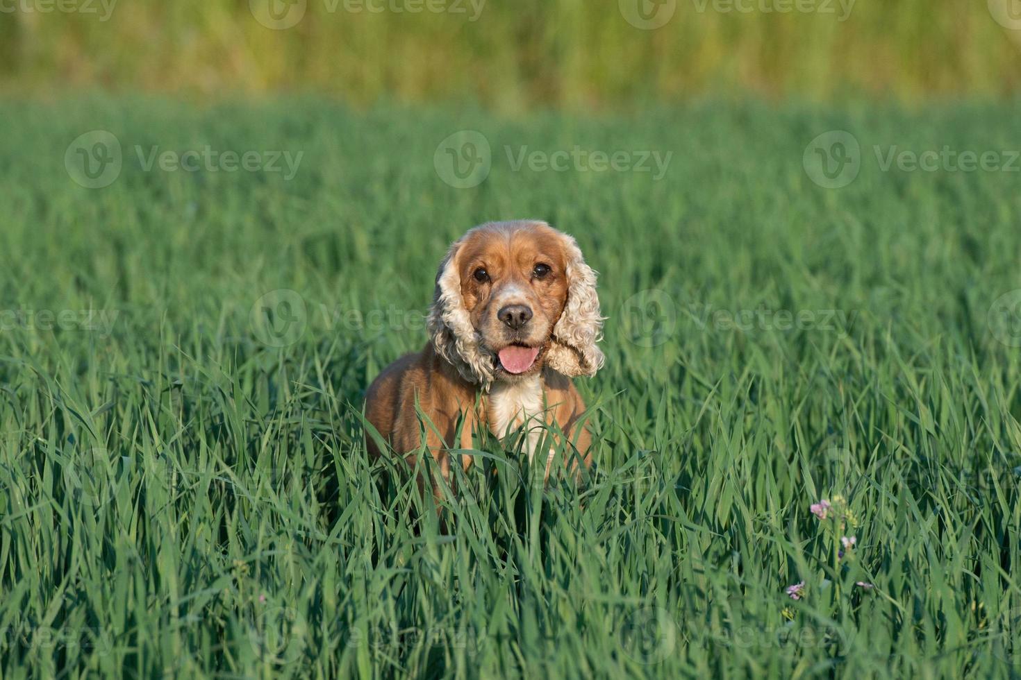 Young puppy dog English cocker spaniel while running on the grass photo