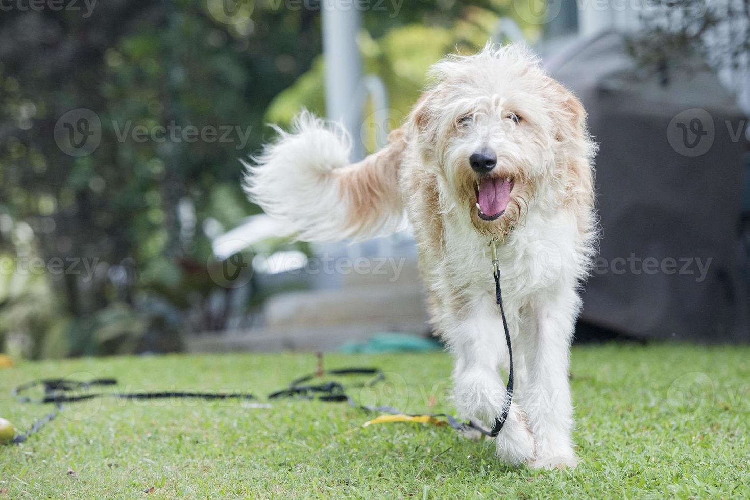 lagotto romagnolo dog photo
