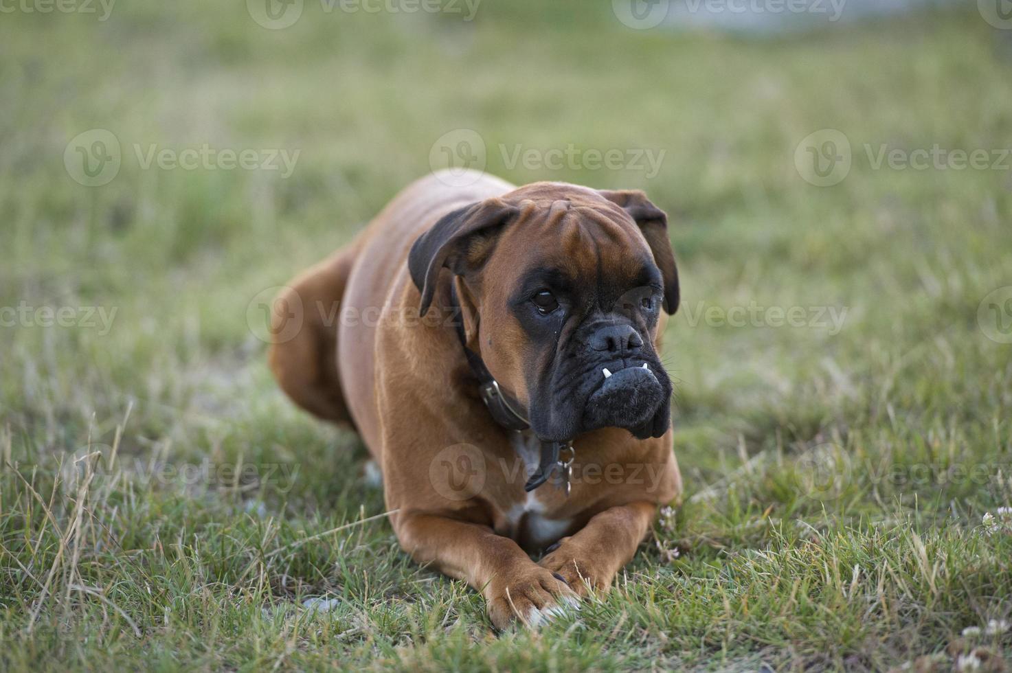 dog boxer young puppy while sitting on green grass photo