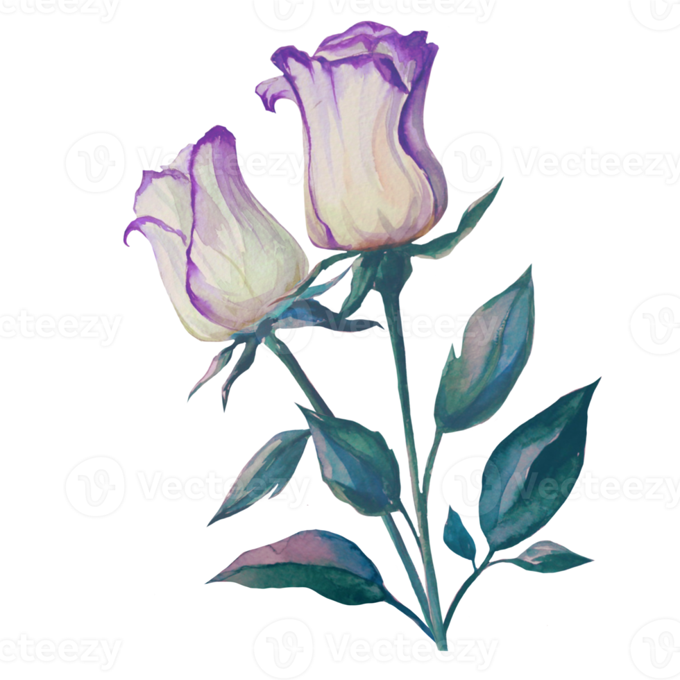 blooming roses in a bunch watercolor illustration png