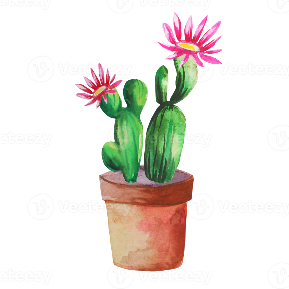 cactus en fleurs dans un pot png