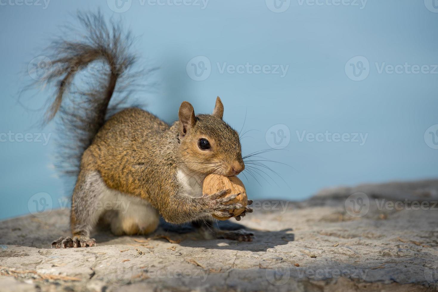 A grey squirrel looking at you while holding a nut  in the blue sky background photo
