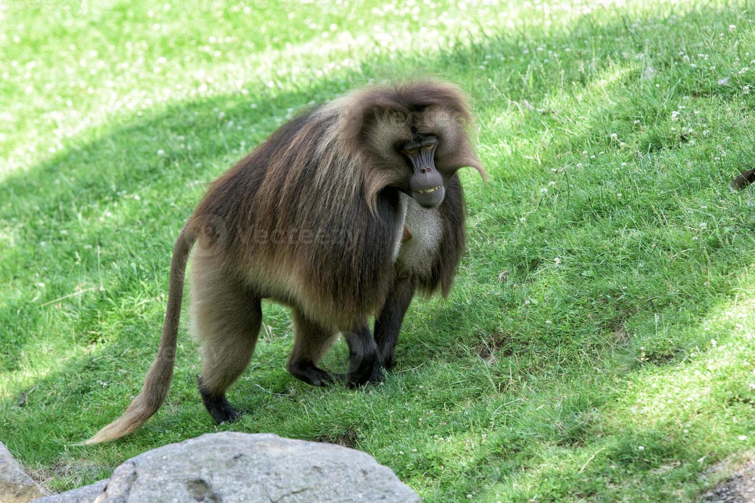 gelada baboon monkey ape portrait photo