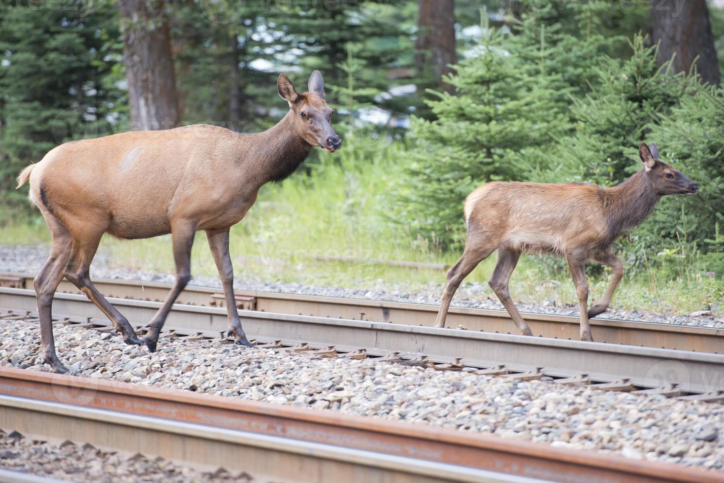 elk deers mother and calf photo