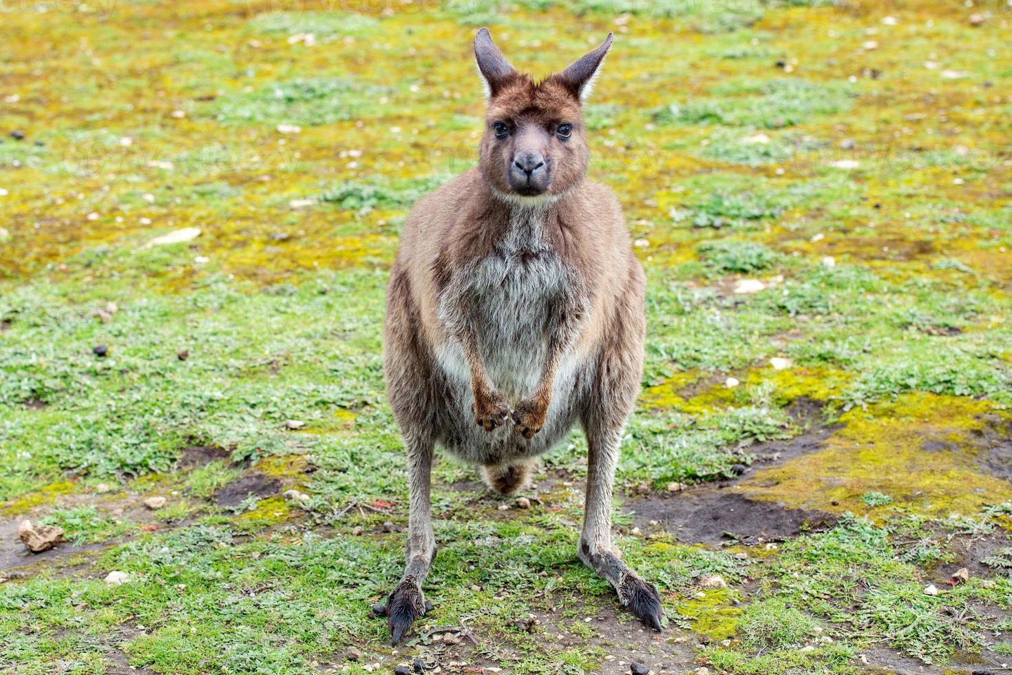 Puzzled kangaroo portrait close up portrait photo