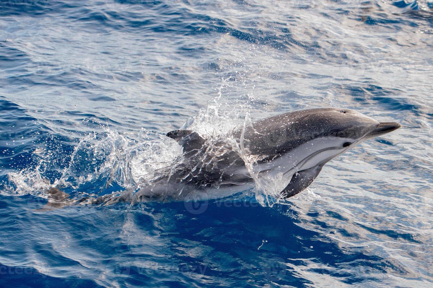 Dolphins while jumping in the deep blue sea photo