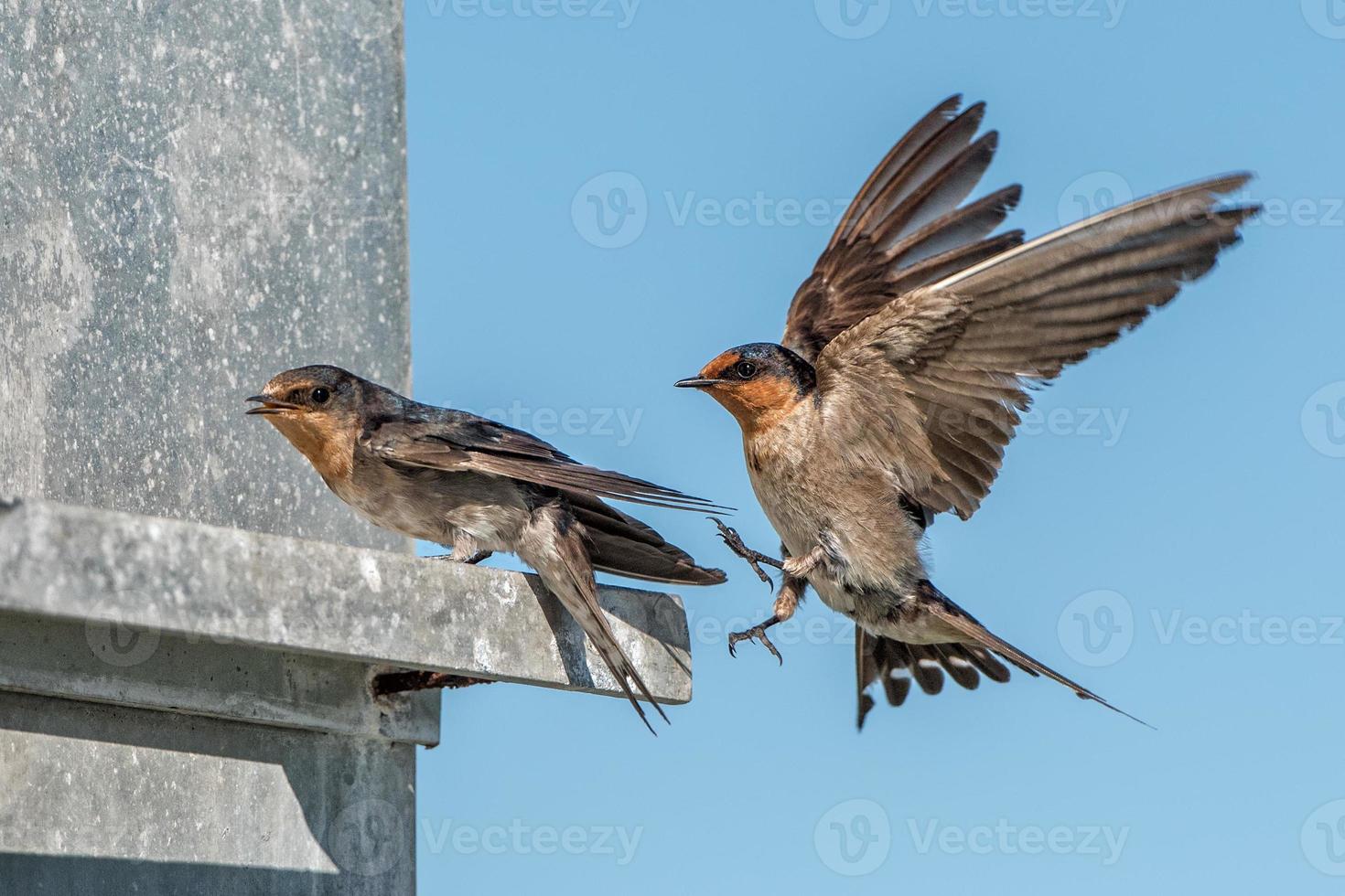 swallow swift on the deep blue cloudy sky photo