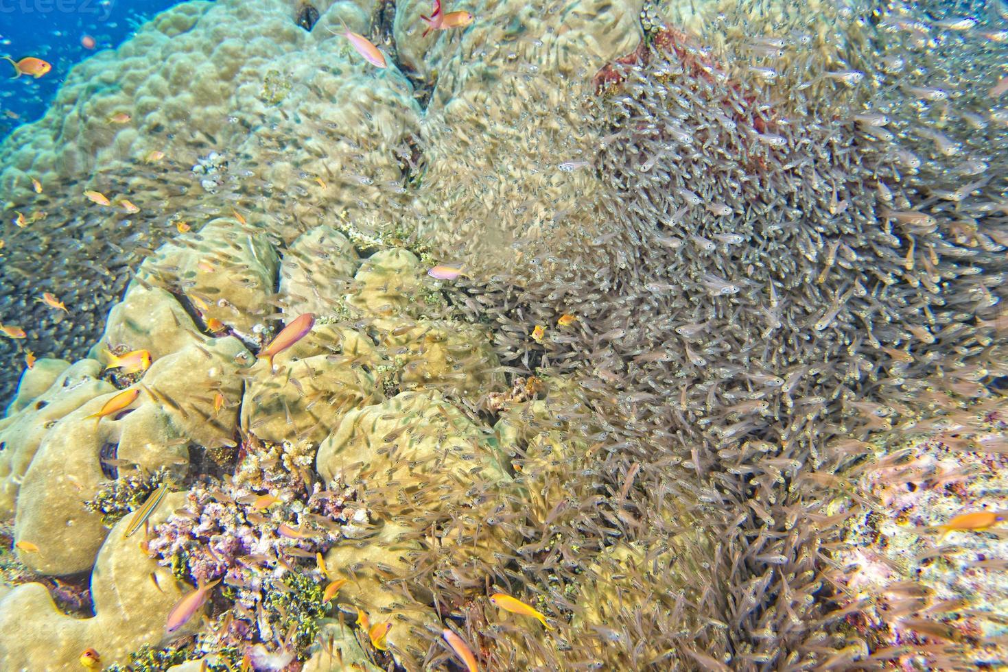 bola de cebo gigante de peces de vidrio que se mueve bajo el agua foto