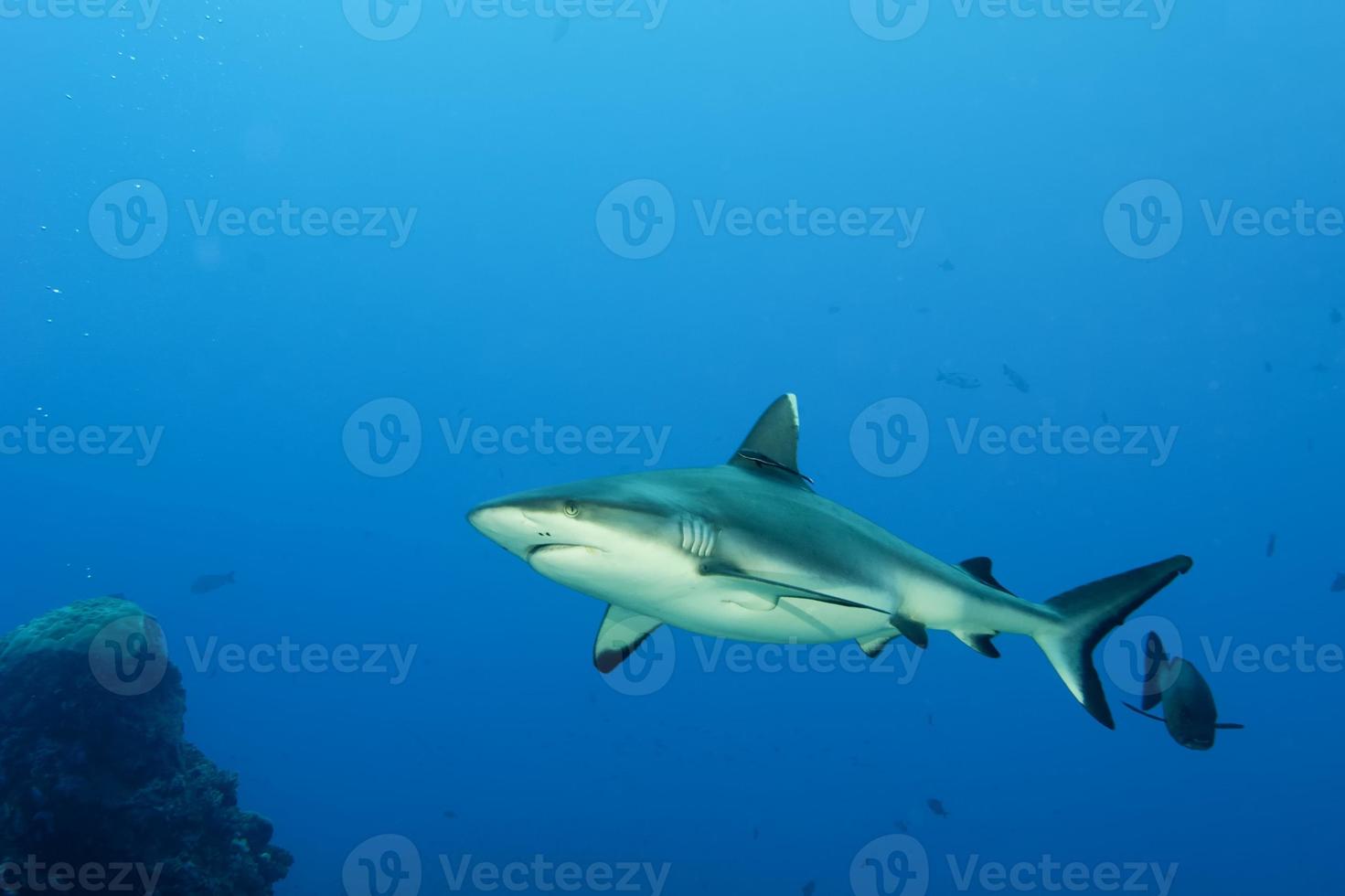 A grey shark jaws ready to attack underwater close up portrait photo