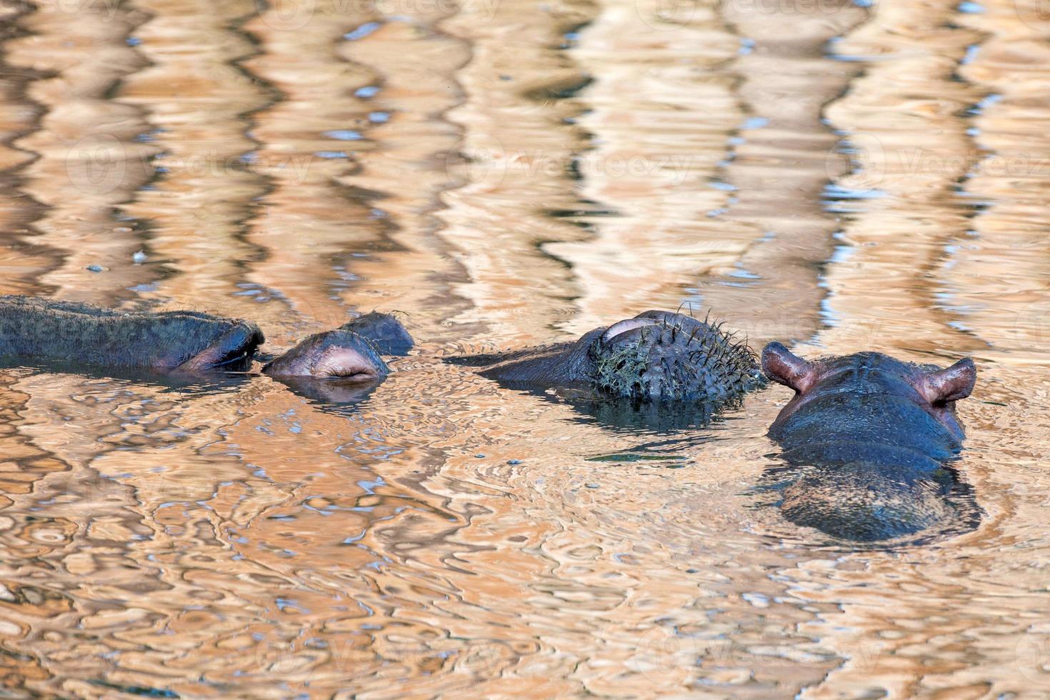 baby and big mother hippo portrait photo