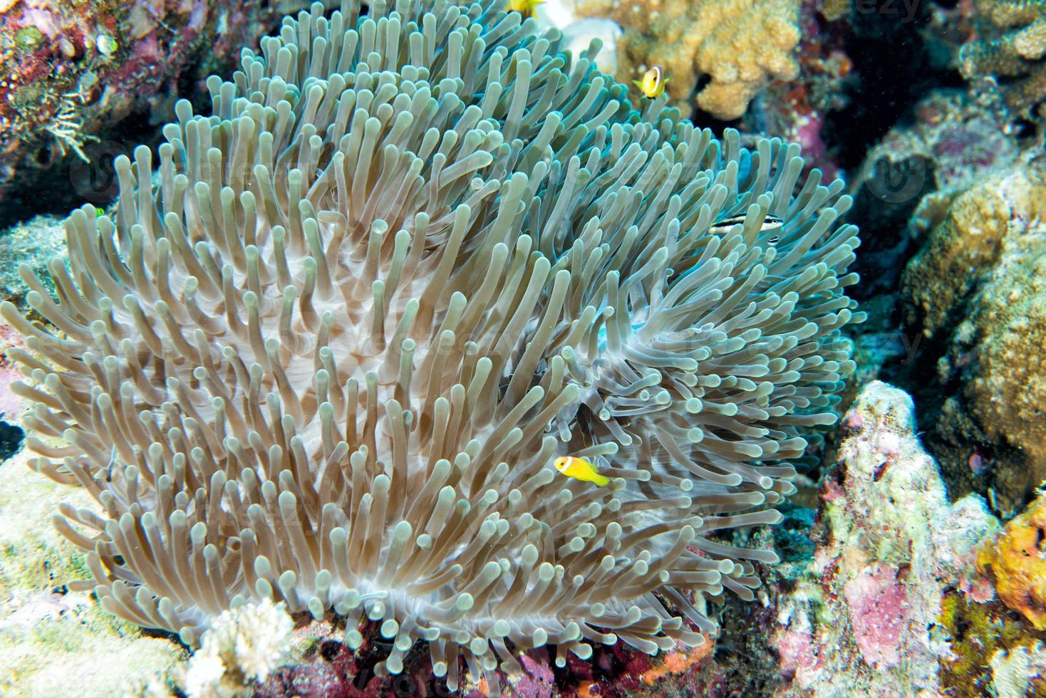 Clown fish inside green anemone photo