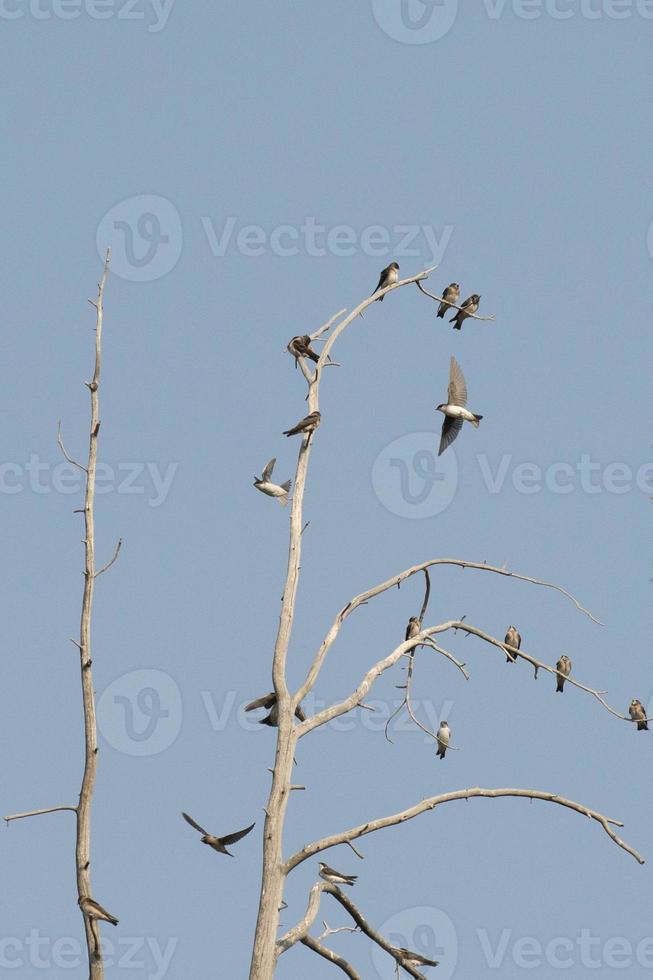 Swallows on a tree photo