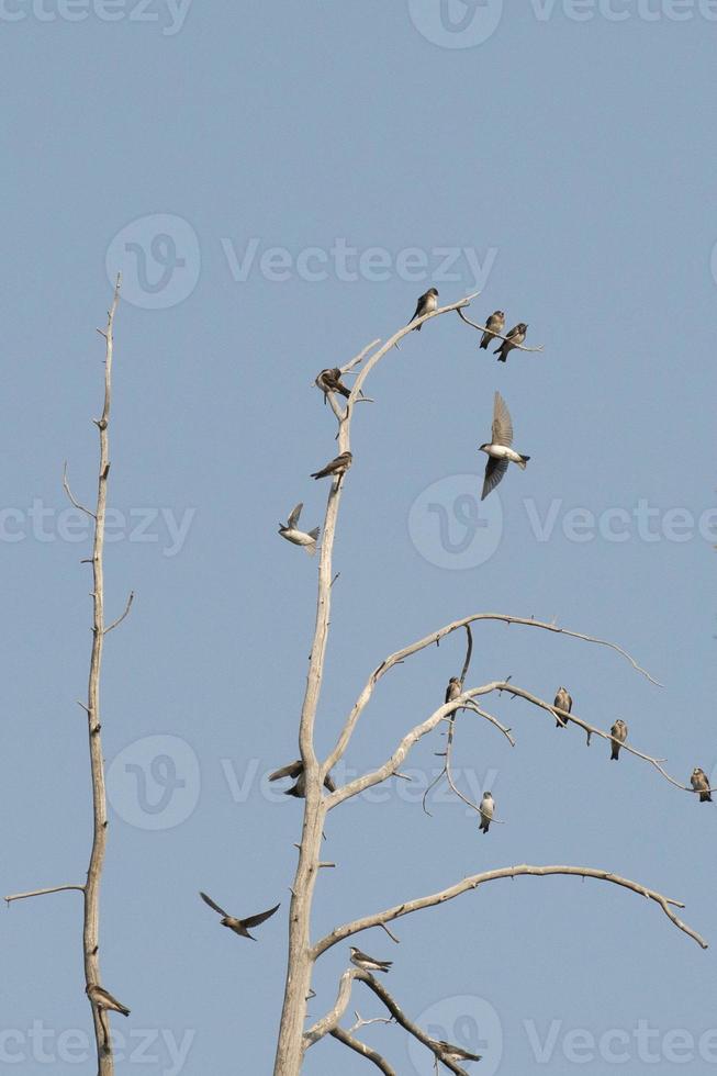 golondrinas en un árbol foto