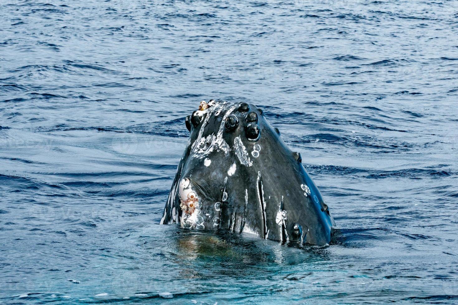 Humpback whale head coming up photo