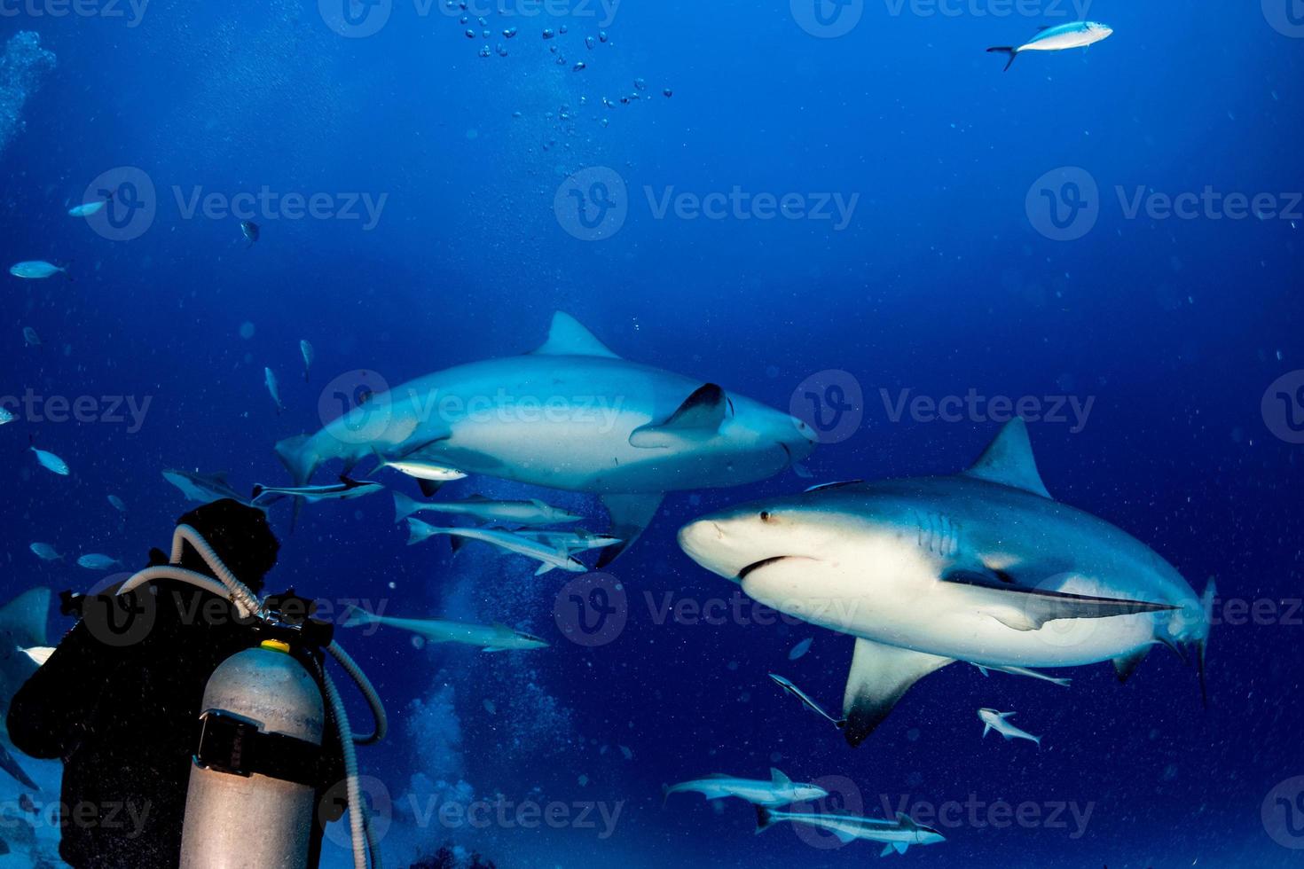 tiburón toro mientras está listo para atacar mientras se alimenta foto