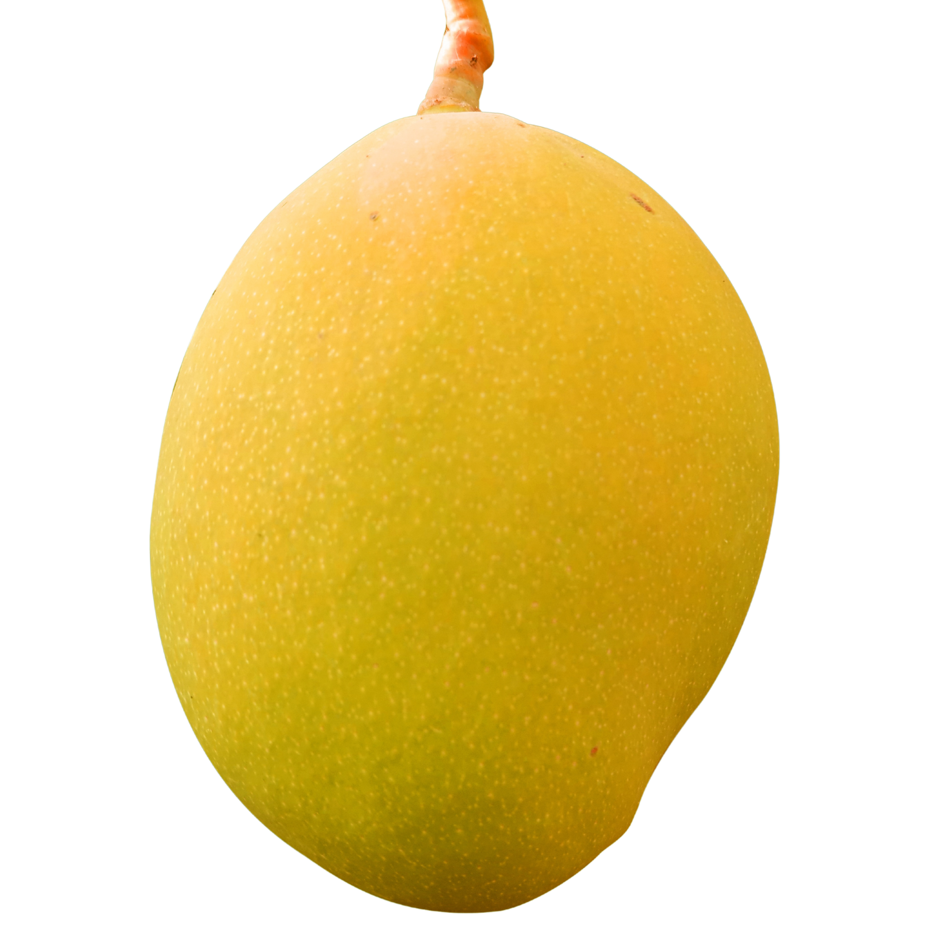 fresh mango fruit 12228370 PNG