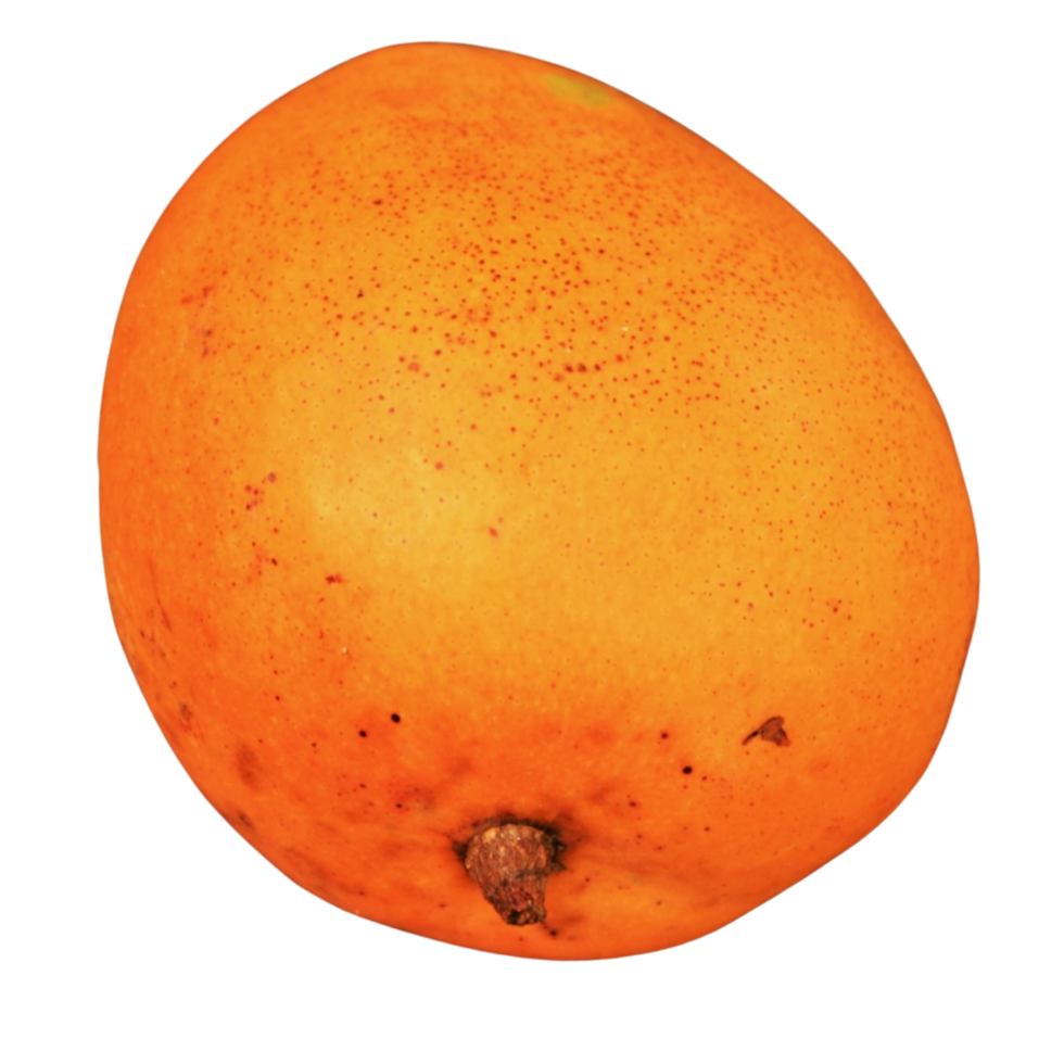 fresh mango fruit png