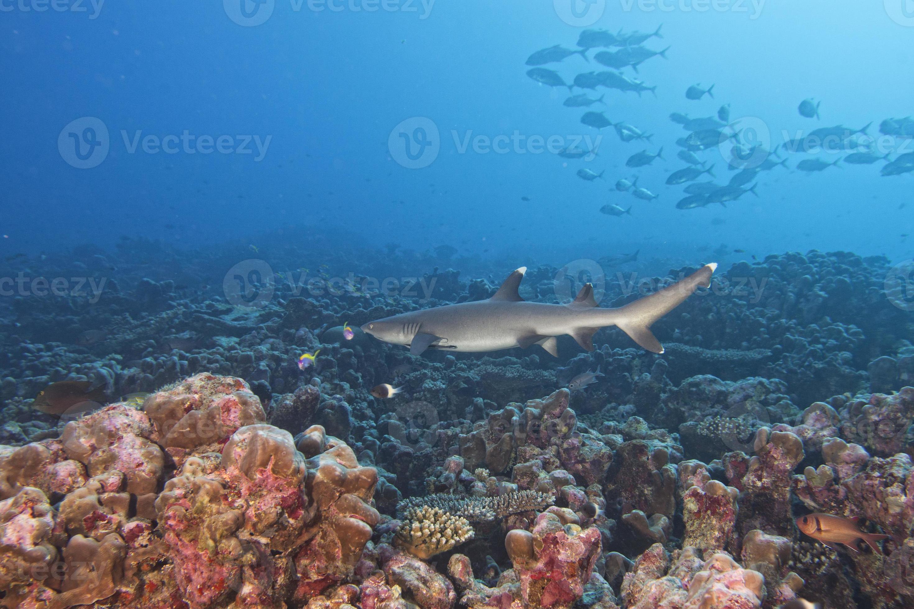 White tip Shark 12228523 Stock Photo at Vecteezy