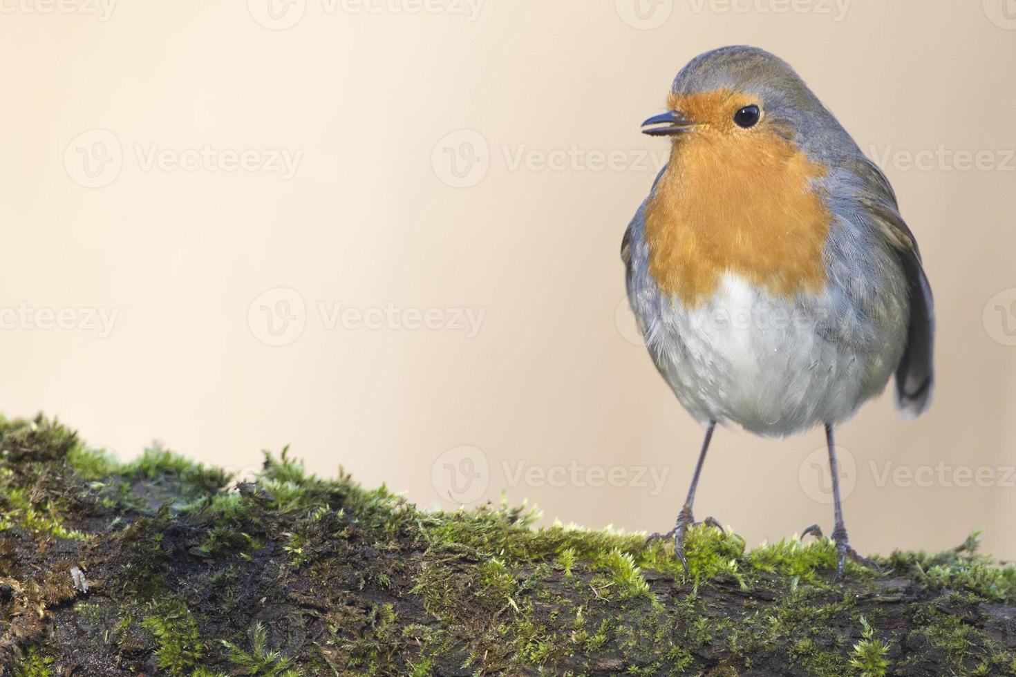 robin bird red breast photo