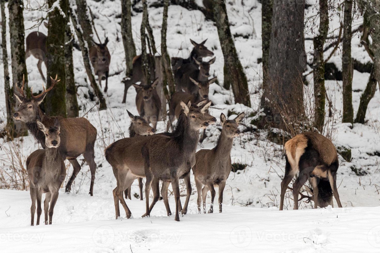 red deer on snow background photo