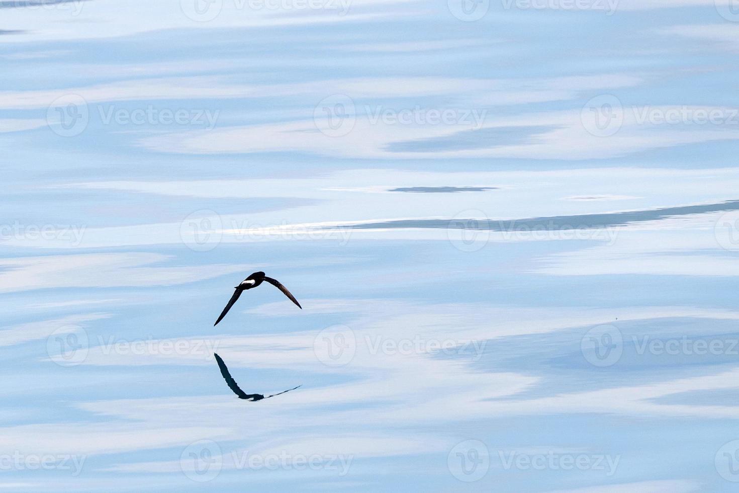 Storm petrel bird flying in mediterranean sea photo