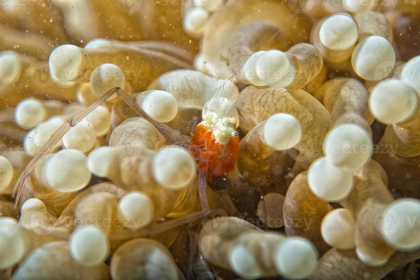 Colorful  pop corn shrimp on red soft coral macro photo