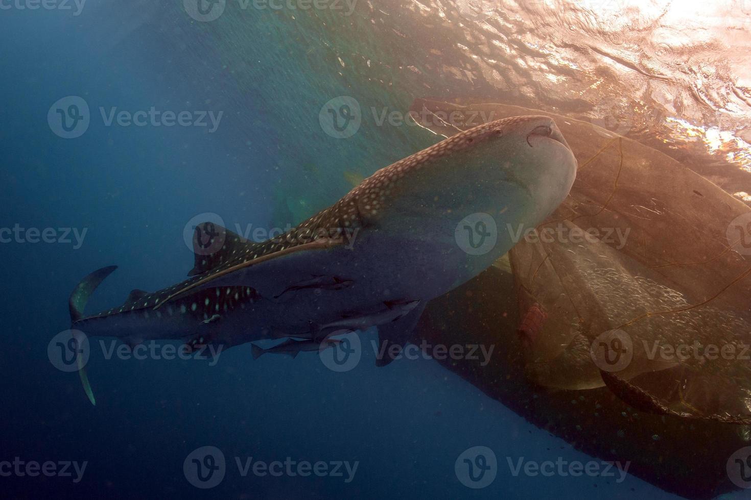 Whale Shark underwater approaching a scuba diver in Indonesia photo